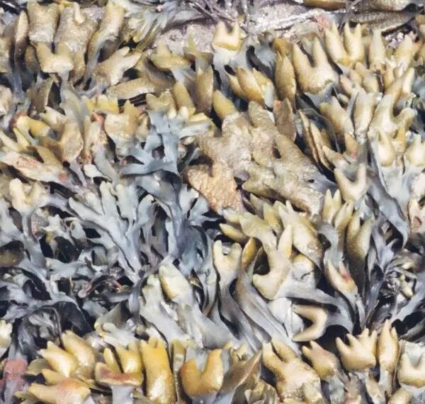 Морские водоросли на берегу, макросъемка природа.