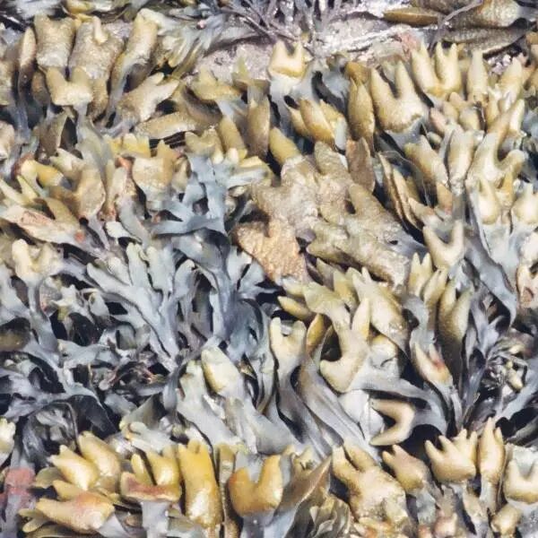 Морские водоросли на берегу, макросъемка природа.