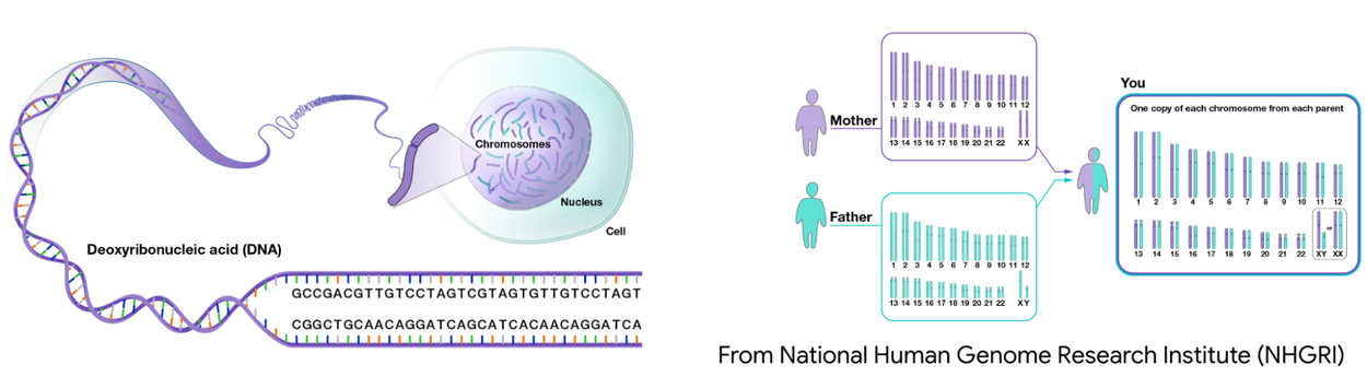 DeepPolisher-1-Genome