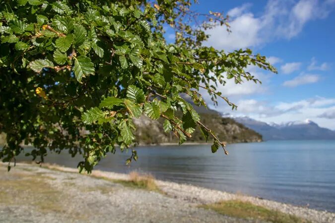 дерево с листьями, напоминающими листья окаменелости нашли на Антарктическом полуострове