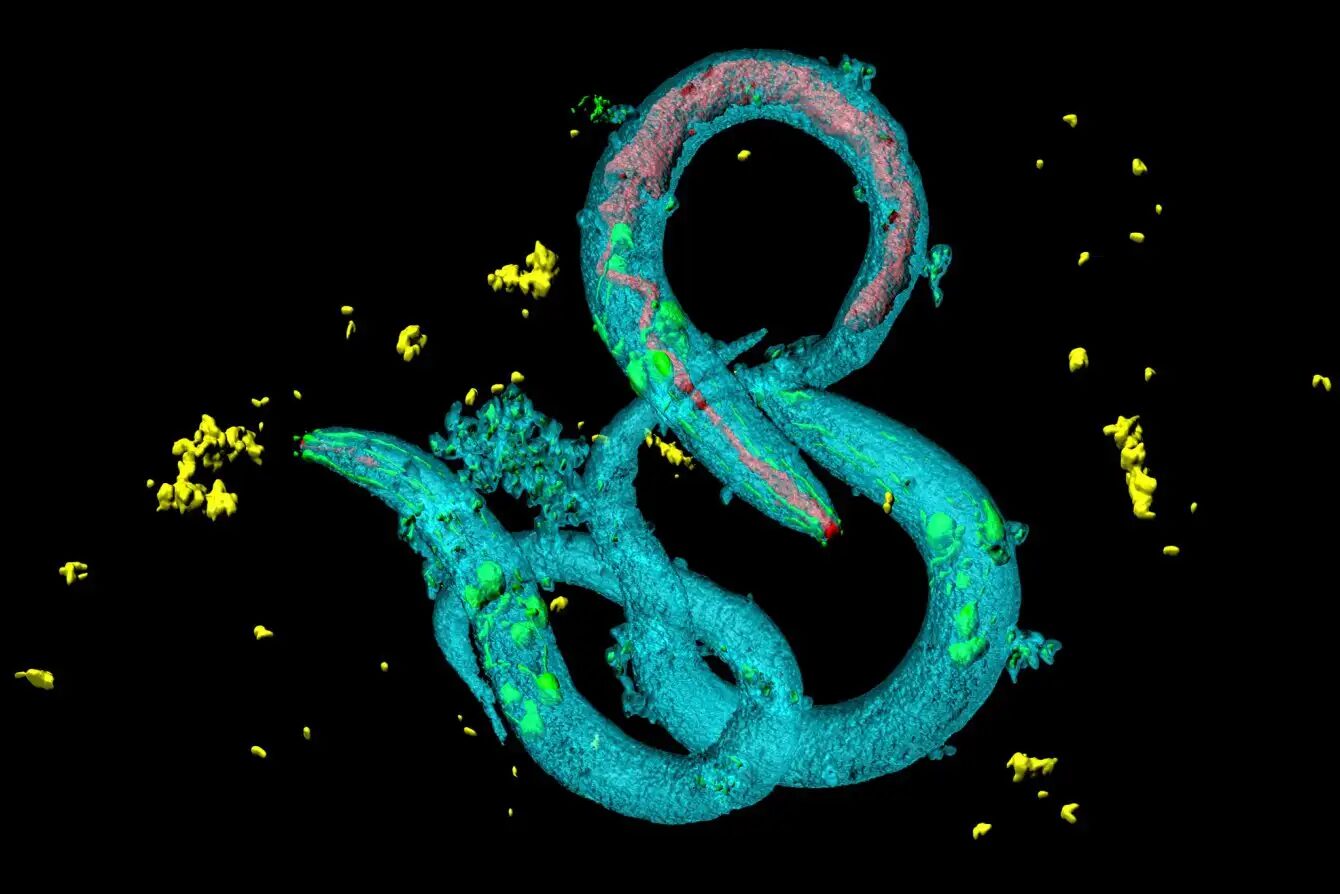 Насколько сильно следует беспокоиться о микропластике? 2 3b8999fe64ab986395bb9bc7be17b4b7