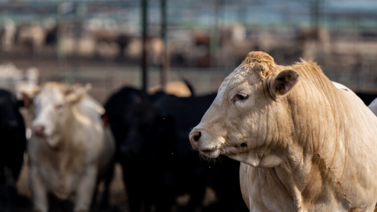 3ea7540b4026f738230a421e53facdf1