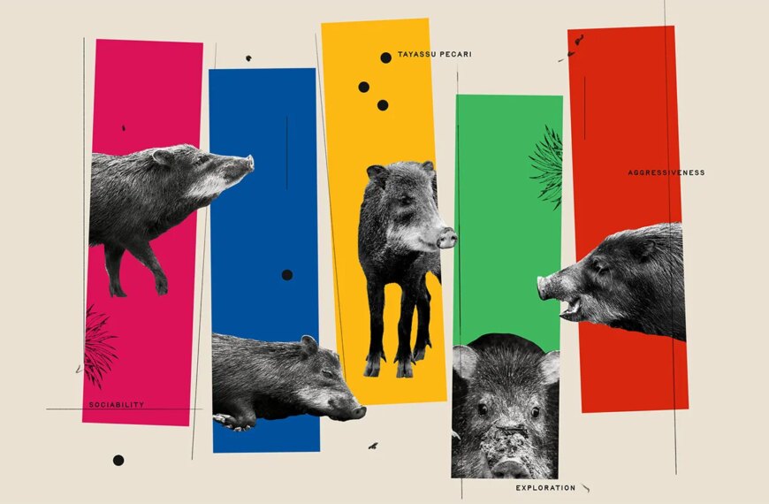 Коллаж с кабанами на цветных полосах, характеризующий их поведение и агрессивность.