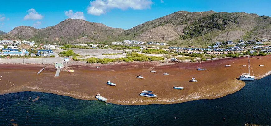 Морская гладь, покрытая водорослями, теперь сравнялась по площади с Южной Америкой