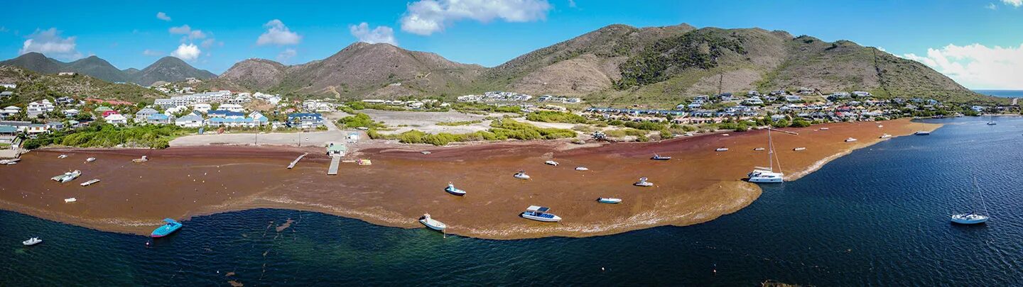 Морская гладь, покрытая водорослями, теперь сравнялась по площади с Южной Америкой 2 43ddf28d06772cc5b9a5e4d6b8be2e78.jpg