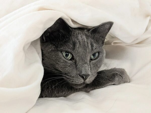 Петра под одеялом в постели