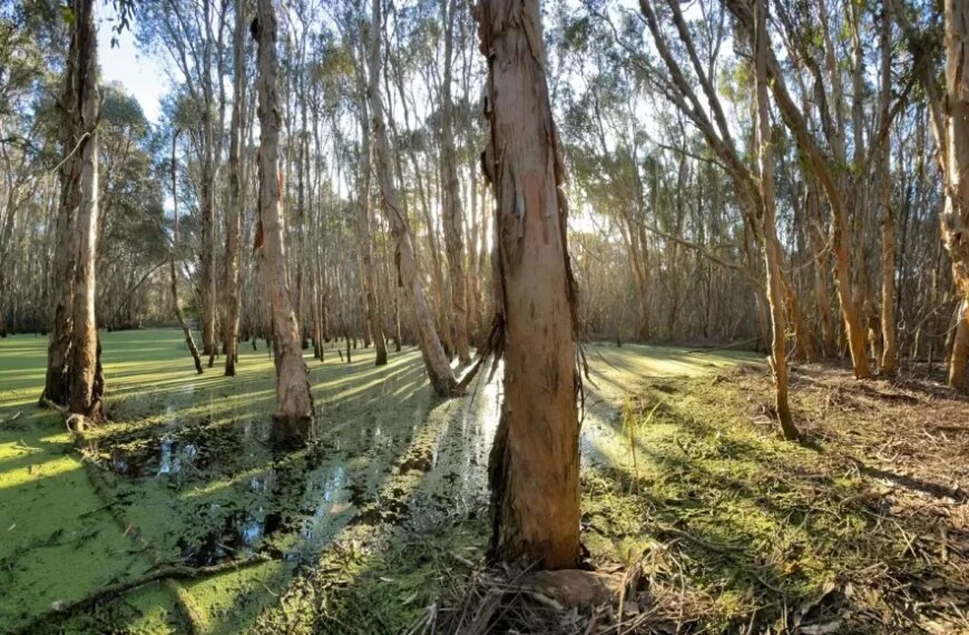 Залитый солнцем лес с деревьями и болотистой водой, покрытой зелёной растительностью.