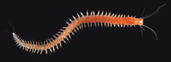 Как этот морской червь отличает лунное сияние от солнечных лучей 2 На чёрном фоне видна вся длина щетинкового червя. Его тело оранжевого цвета, и из сегментов выступает множество щетинок, используемых для восприятия и плавания.