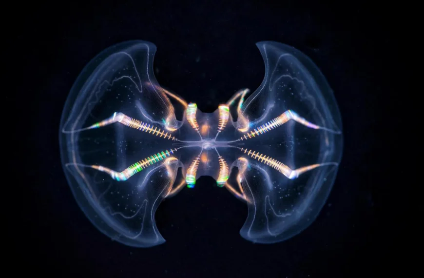 Светящаяся глубинная медуза в темноте, симметричный узор, светящиеся оттенки.