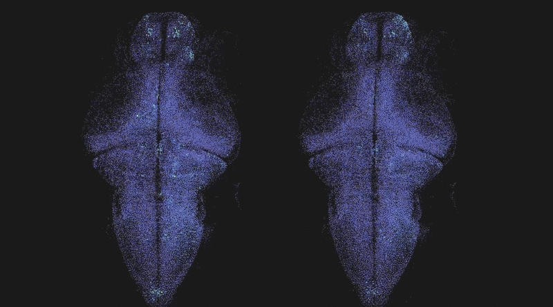 Улучшение моделей работы мозга с помощью ZAPBench 4 ZAPBench-4a-Сравнение