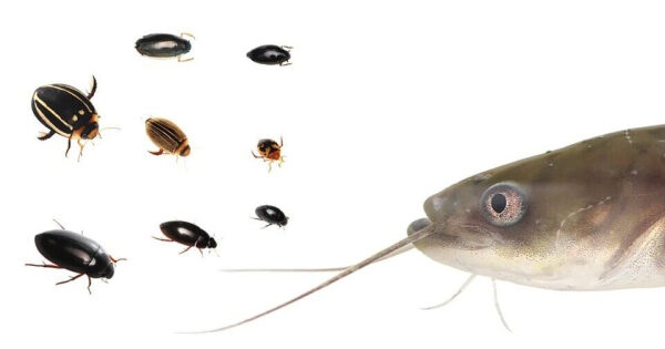 Мелкие размеры помогли жукам спастись из пасти сома. При этом вертячки и плавунцы выживали чаще водолюбов