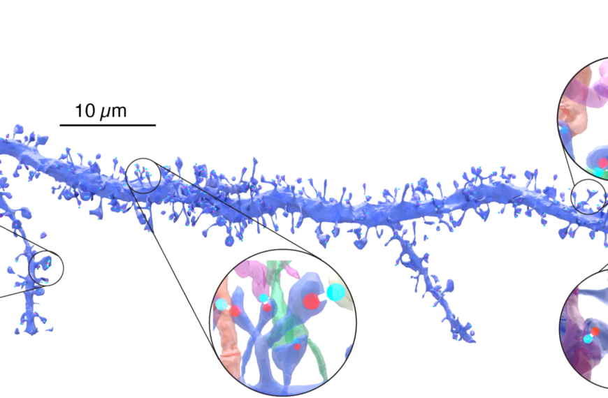 3D модель дендритов нейрона с увеличением структуры синапсов.