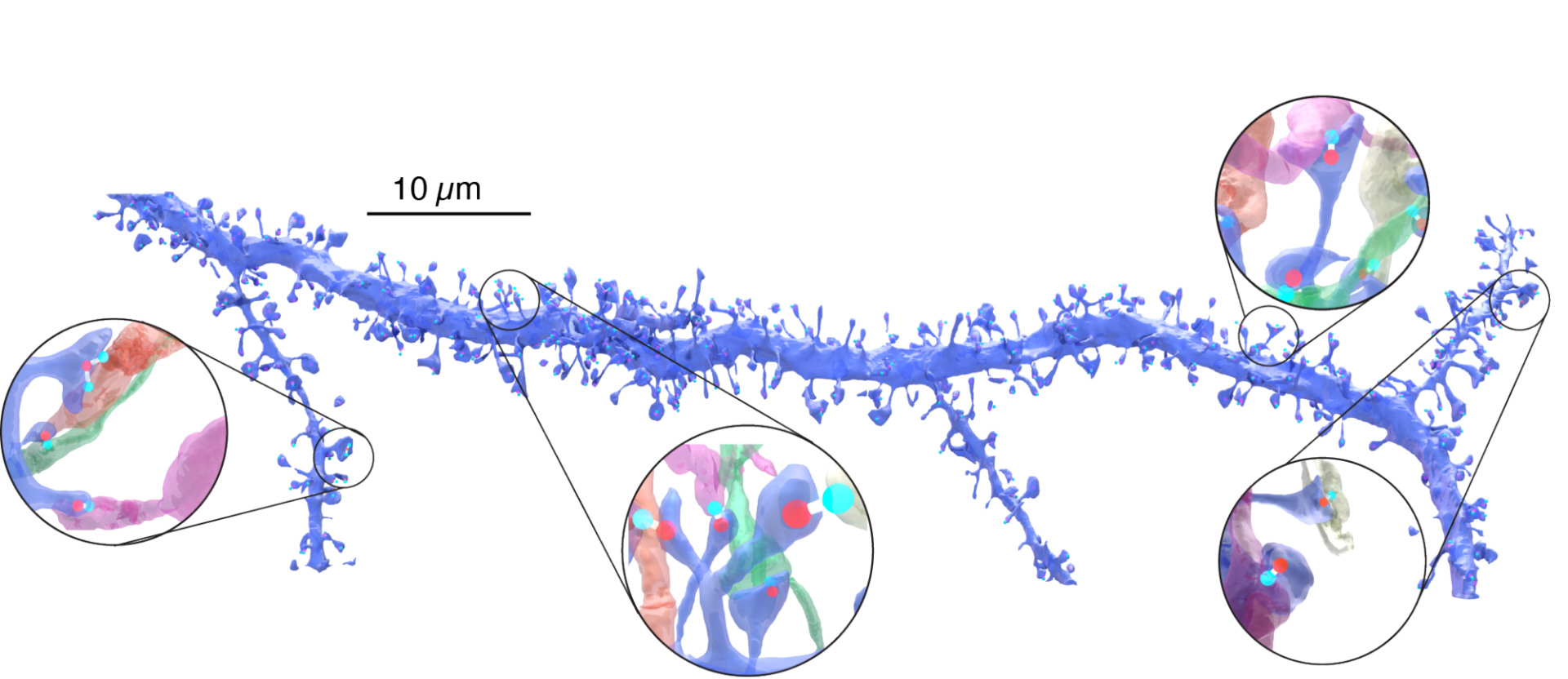 3D модель дендритов нейрона с увеличением структуры синапсов.