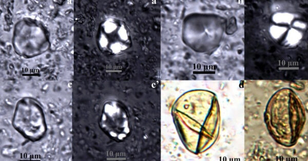 Микроскопические изображения спор и палиноморф, масштаб 10 мкм.