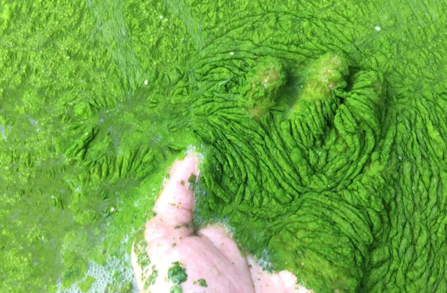 Рука в воде с густыми зелеными водорослями, детализированная текстура.