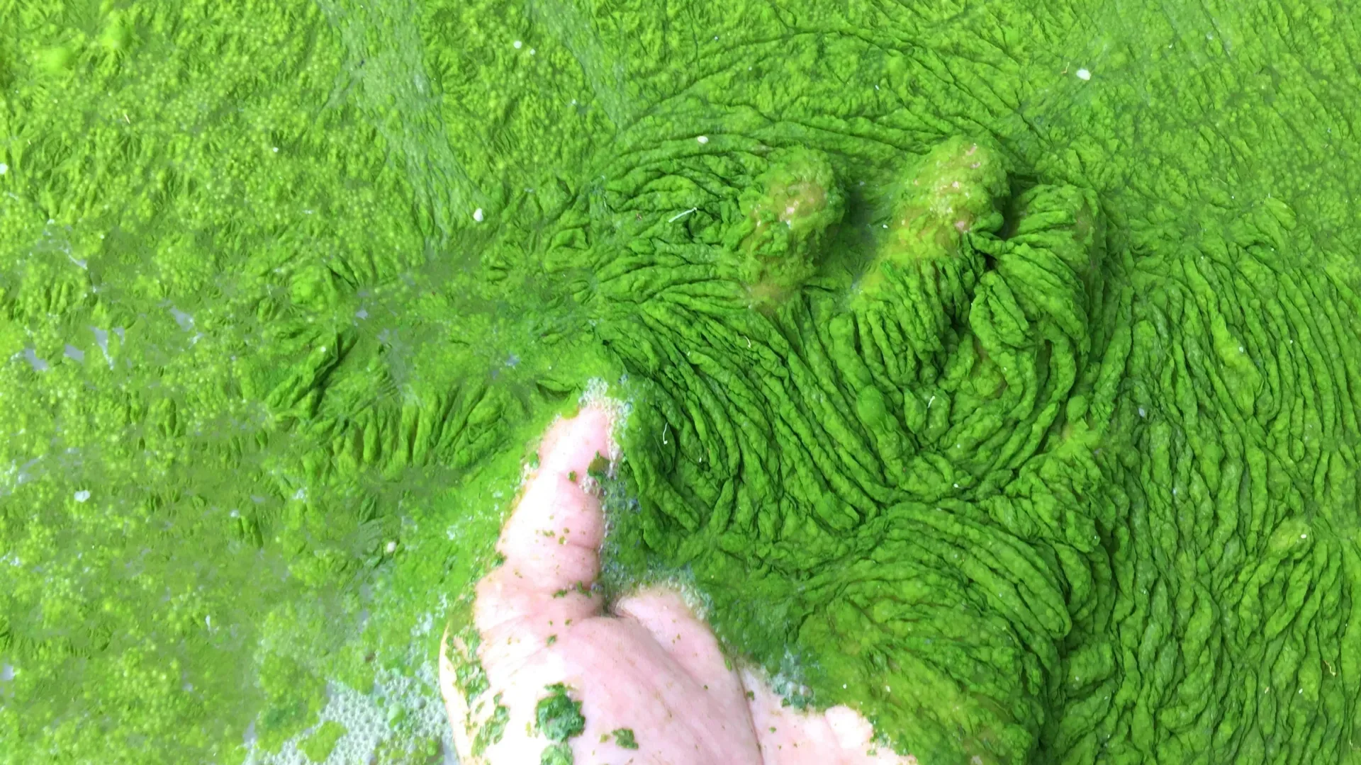 Рука в воде с густыми зелеными водорослями, детализированная текстура.