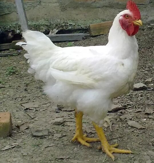 Белая курица на фоне сельского двора.