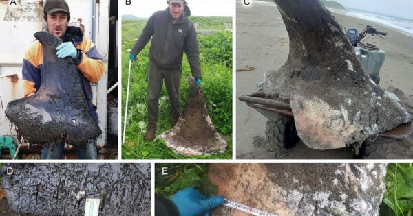 Мужчины с крупными костями на природе и пляже, измерение находок.