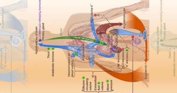 Схема регуляции гормонов почек и гипофиза человека.