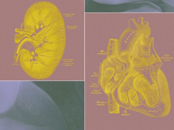 Иллюстрации анатомии сердца и почки в винтажном стиле.