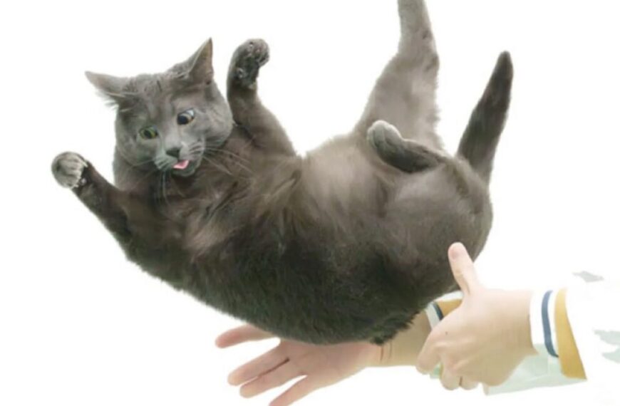 Гибкий кошачий позвоночник проливает свет на проблему «падающих кошек».