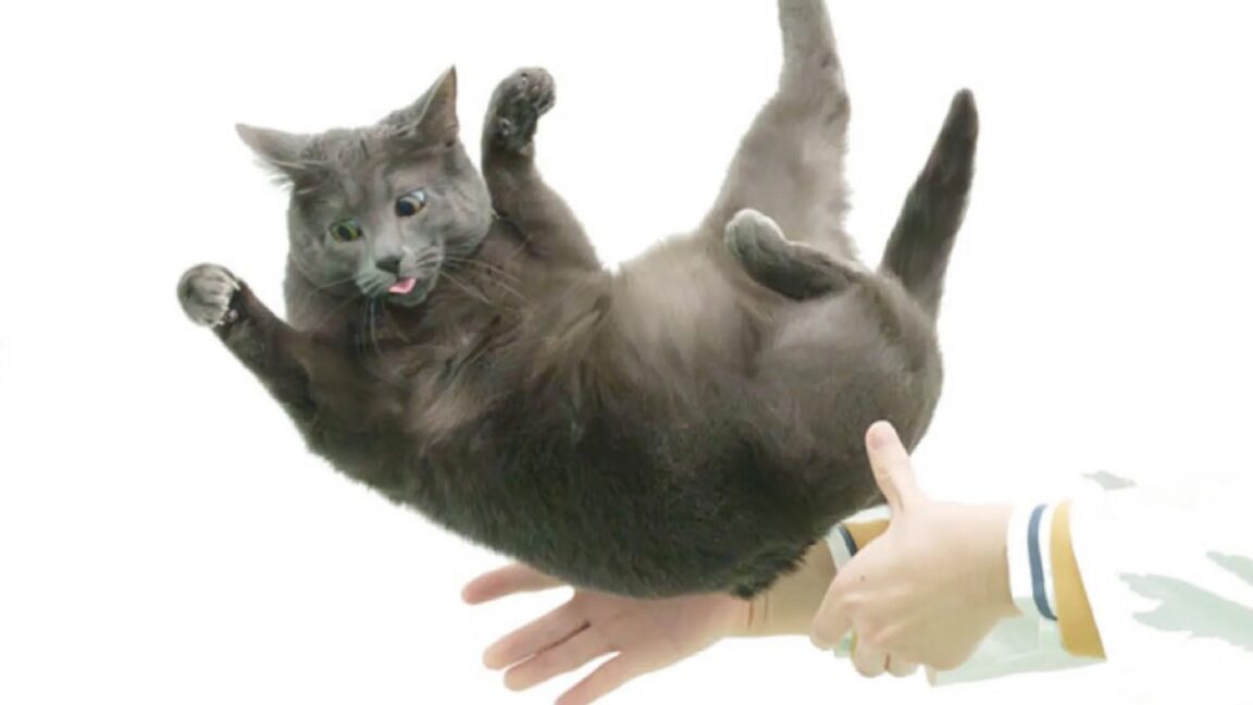 Последовательность кадров, иллюстрирующая последовательное вращение передней и задней частей туловища без противовращения во время выравнивания в воздухе.