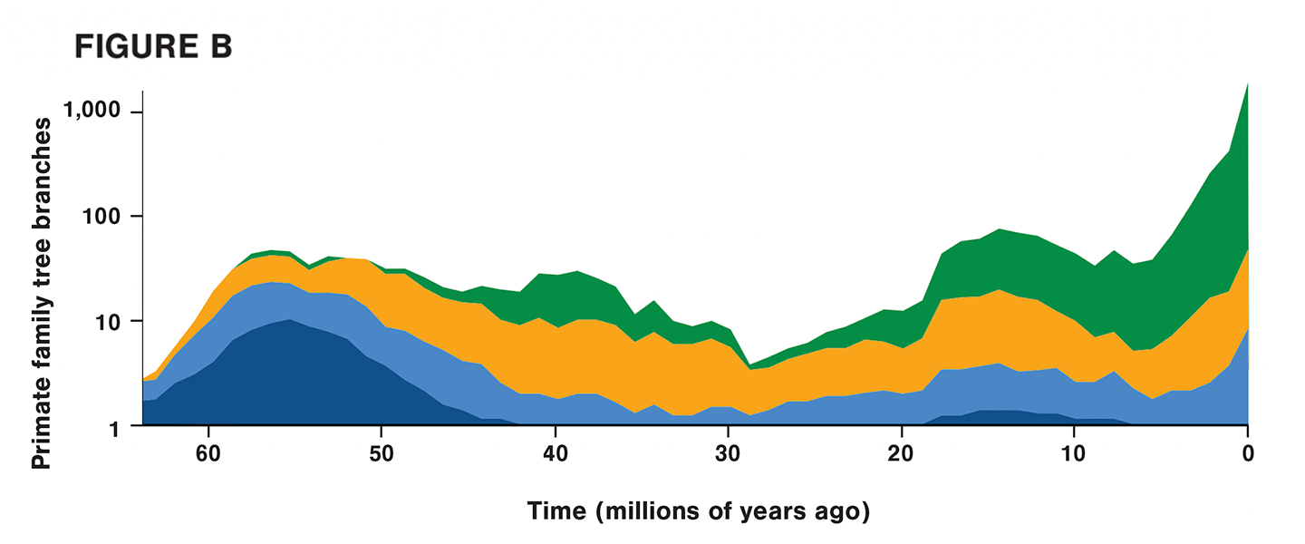 график, показывающий ветви генеалогического древа приматов с течением времени