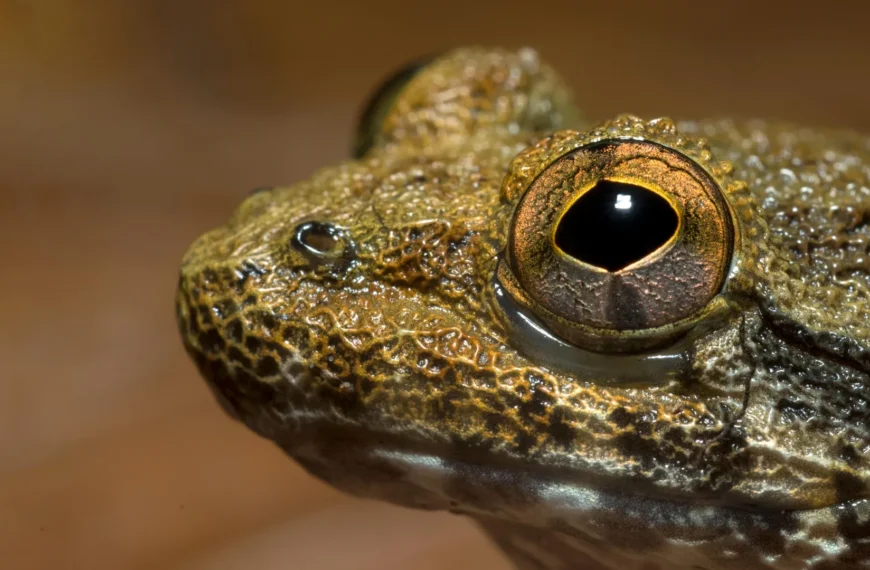 Близкое фото головы лягушки на коричневом фоне.
