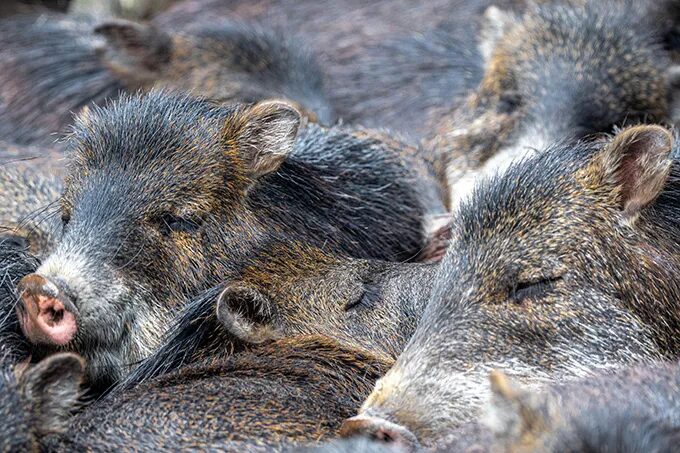 Группа белогубых пекари, сбившихся в плотную группу