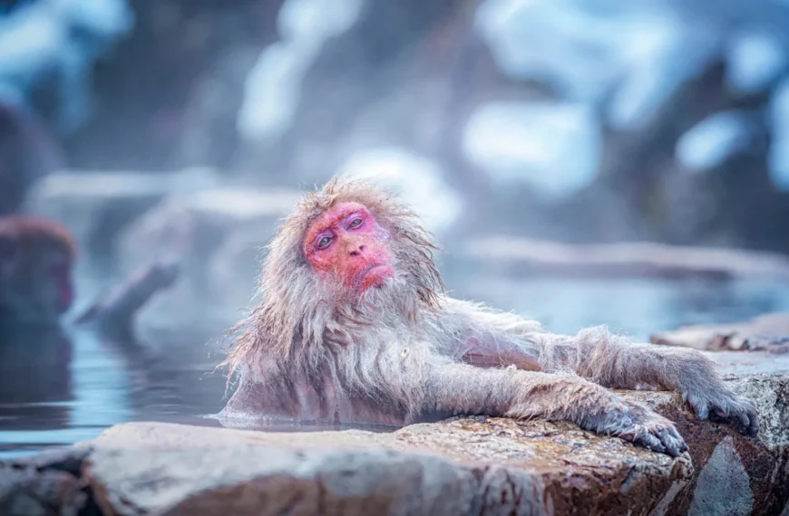 Обезьяна в горячем источнике зимой, Япония, снежный пейзаж.