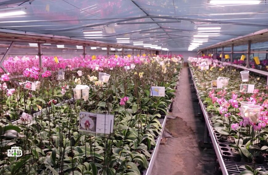 Теплица с орхидеями: ряды цветущих растений под искусственным освещением.