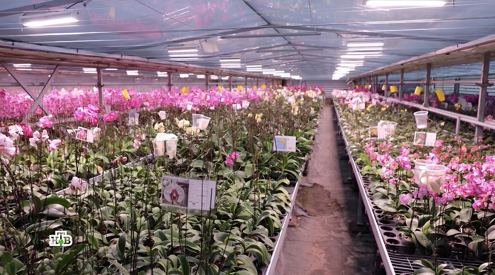 Теплица с орхидеями: ряды цветущих растений под искусственным освещением.