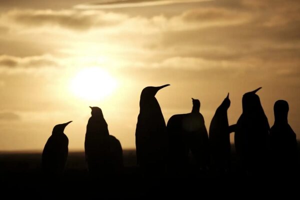 Королевские пингвины процветают в более теплом климате, но это может быть недолговечным. 3 b2d36ac286fea7c6c8ef0e7508386300