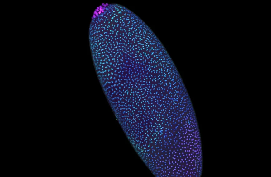 Флуоресцентное изображение эмбриона синих и фиолетовых оттенков на черном фоне.