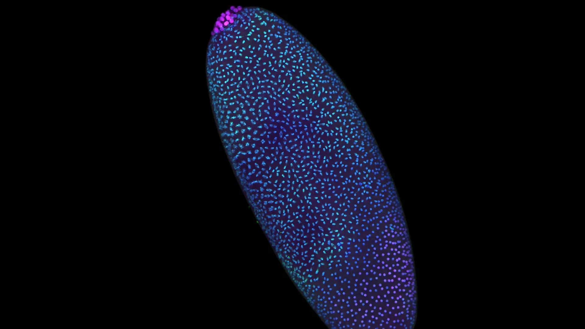 Флуоресцентное изображение эмбриона синих и фиолетовых оттенков на черном фоне.