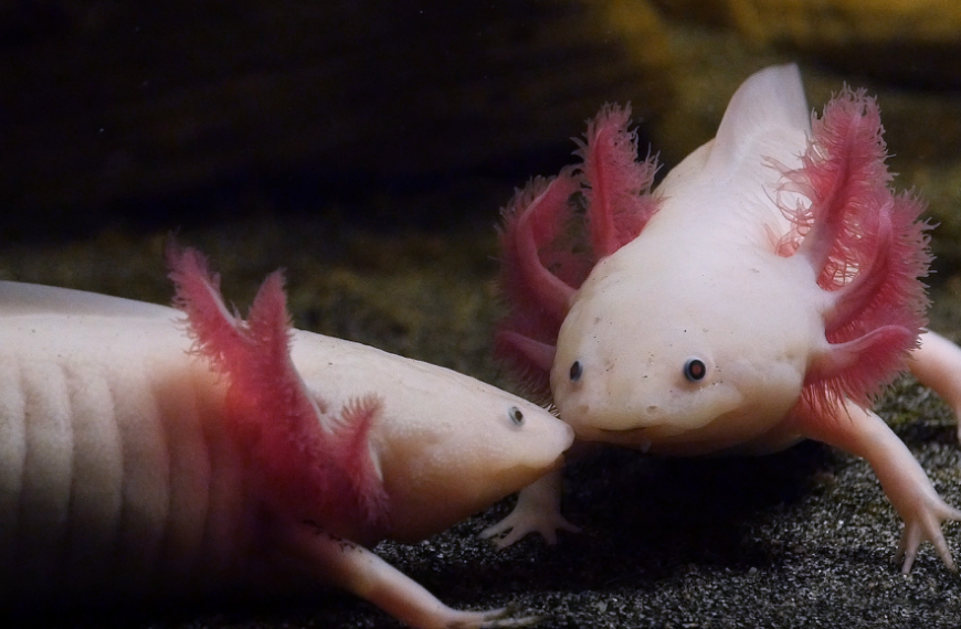 Два аксолотля с розовыми жабрами на тёмном фоне в аквариуме.