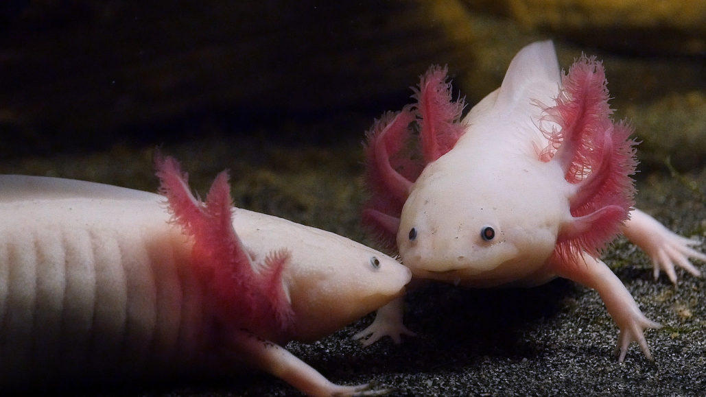 Два аксолотля с розовыми жабрами на тёмном фоне в аквариуме.