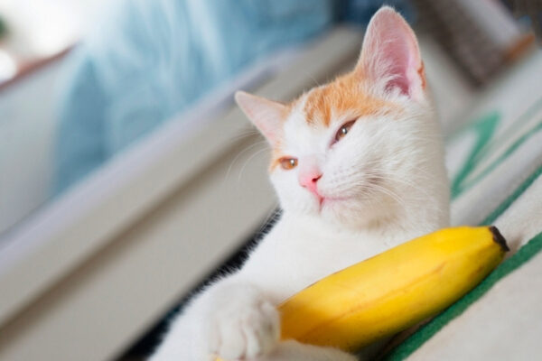 Кот с бананом на полу, домашний питомец отдыхает.