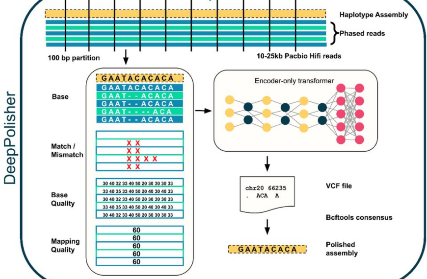 Схема работы DeepPolisher: сборка гаплотипов и трансформатор для улучшения ДНК-данных.