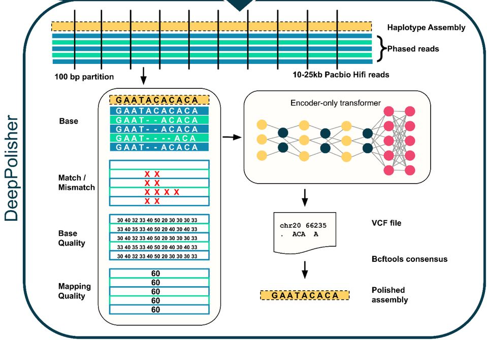 Схема работы DeepPolisher: сборка гаплотипов и трансформатор для улучшения ДНК-данных.
