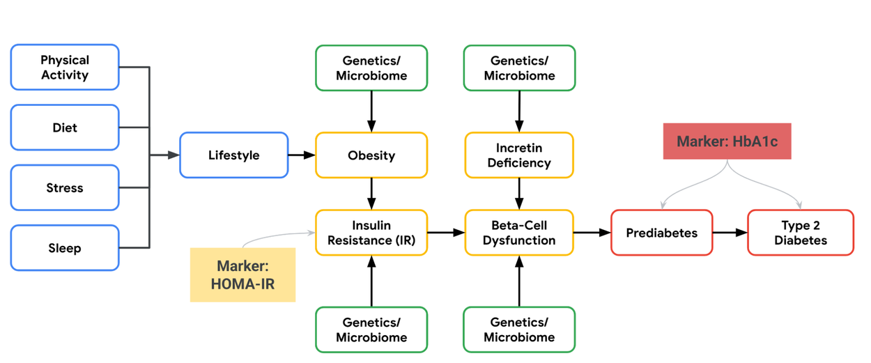 Диаграмма путей развития диабета 2 типа: образ жизни, генетика, инсулинорезистентность.