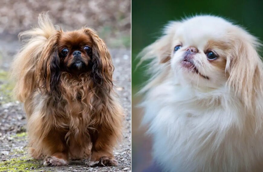 Два пекинеса с длинной шерстью: рыжий и белый, природа на заднем плане.