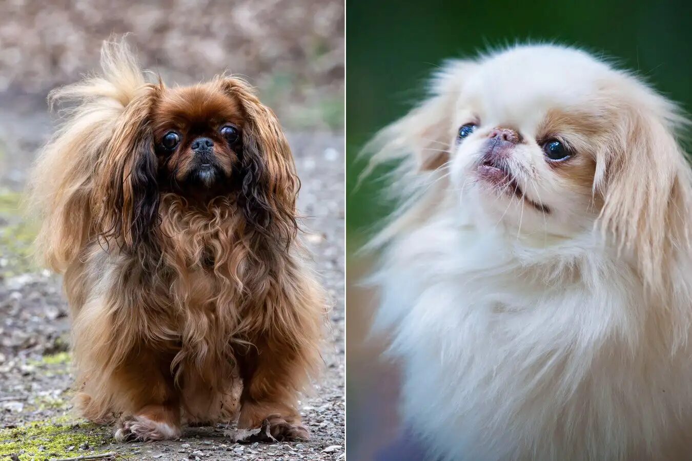 Два пекинеса с длинной шерстью: рыжий и белый, природа на заднем плане.