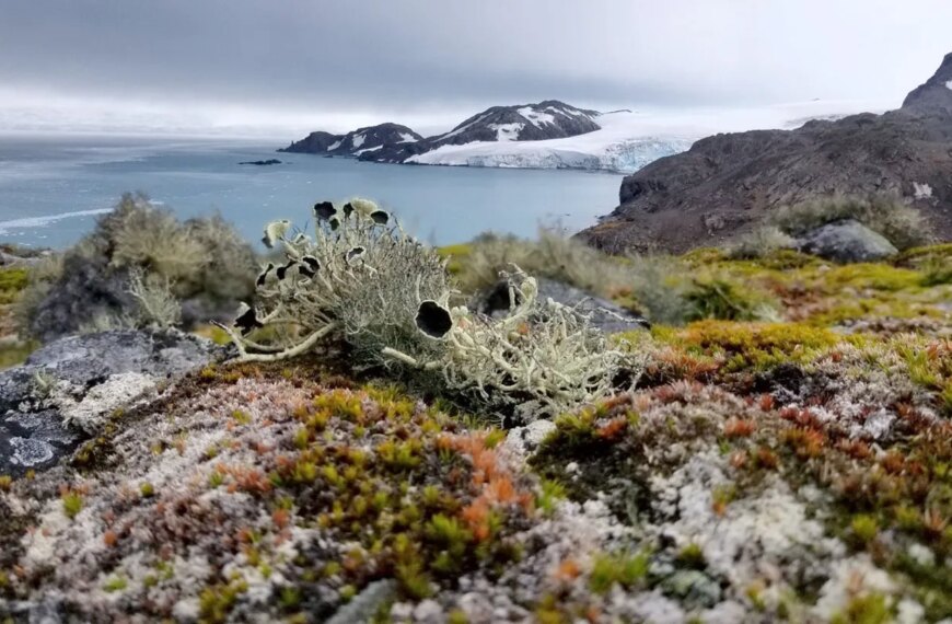 Антарктический пейзаж с мхами и лишайниками на фоне заснеженных гор и моря.