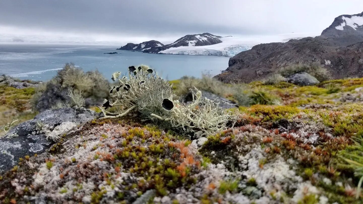 Антарктиду ждет зеленое и заросшее сорняками будущее 2 Антарктический пейзаж с мхами и лишайниками на фоне заснеженных гор и моря.