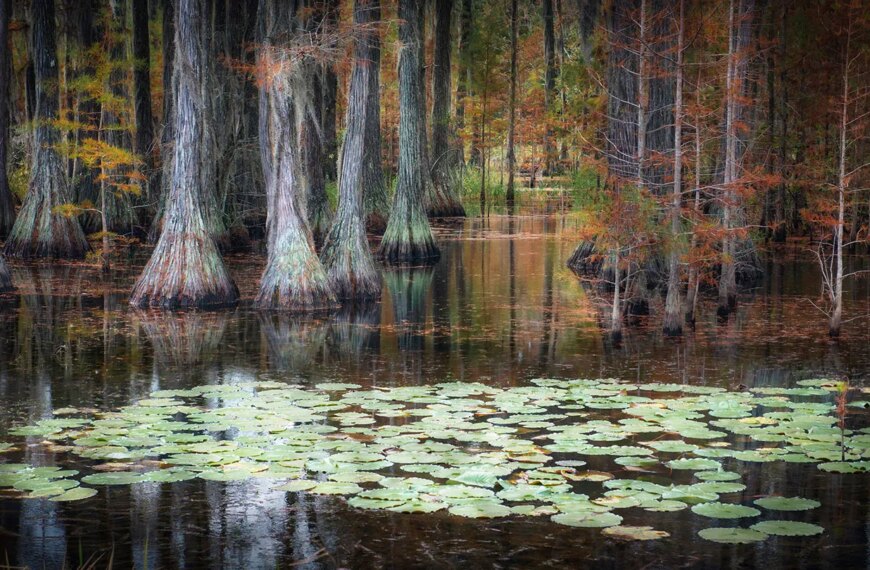 Осенний лес с кипарисами и кувшинками в тихом заболоченном водоеме.