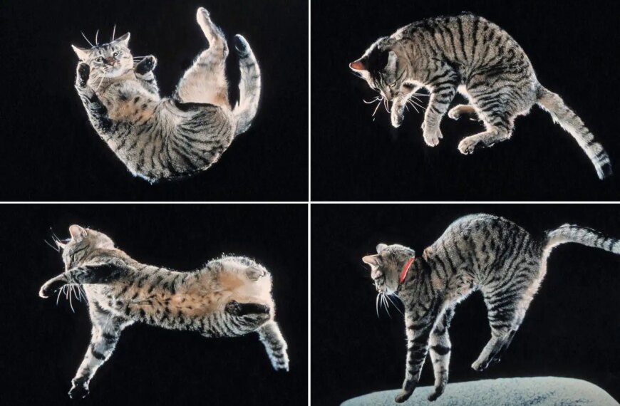 Прыгающий полосатый кот, показанный в полёте на чёрном фоне.