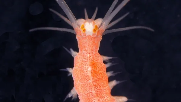 Розовый морской червь с антеннами и шипами на черном фоне.