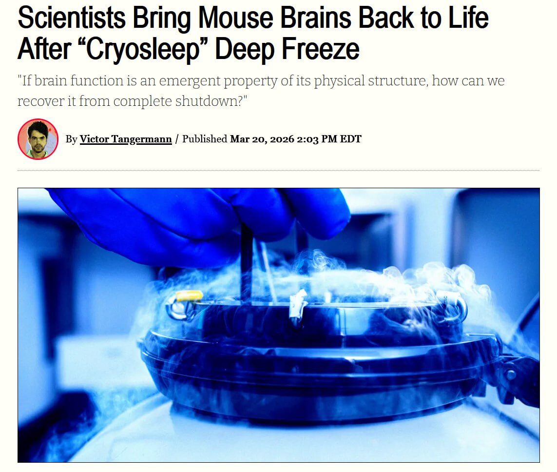 Эксперимент по оживлению мозга мыши после заморозки с помощью криосна.