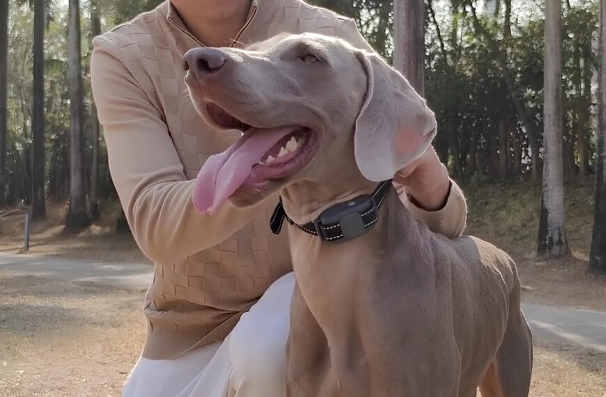 Человек с большой собакой гуляет в лесу, солнечный день.